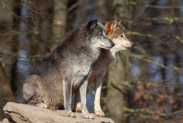 Two Canadian winter wolves sitting on a rock in winter