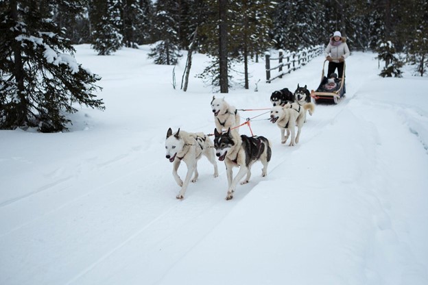 Woman and her baby dog sledding on a snowy trail