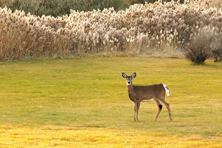Deer in a field at dusk, Boucherville QC