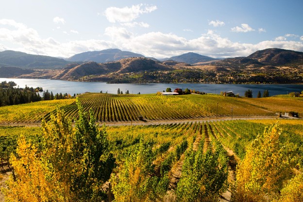 View of vineyards overlooking Skaha Lake between Penticton and Okanagan Falls located in the Okanagan Valley near Penticton, British Columbia, Canada.