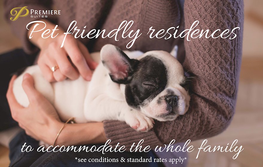 Pet Friendly Small Dog Suite Moncton NB